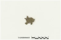 藏品(角鱗蘚屬)的圖片